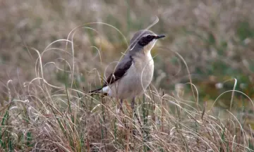 Najaars vogeltrek in natuurgebied Waalenburg