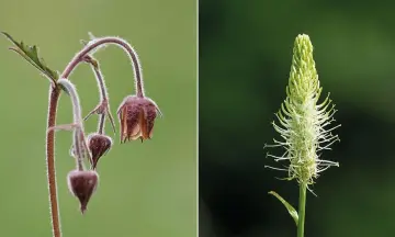 Wildplukwandeling Kasteel Groeneveld