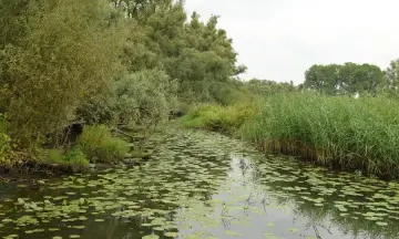 Zwerftocht door de Biesbosch
