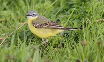 Vroege Vogel excursie in Het Zwanenwater