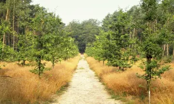 De Kaapse Bossen: een avontuur voor al je zintuigen
