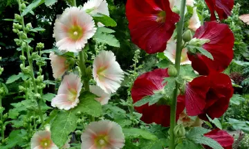 Stokrozen/Hortensia Dagen