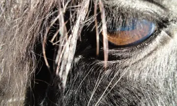 IJslandse paarden op Veluwezoom