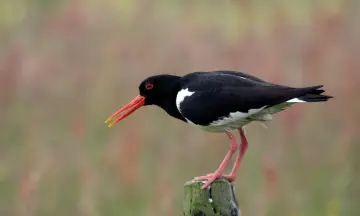 Zomerse steltlopers in natuurgebied Waalenburg