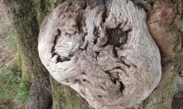 Bomen als bondgenoten