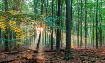 Vroeg wandelen Hondsrug
