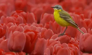 Lentevogels-excursie in natuurgebied Waalenburg-De Marel, Texel