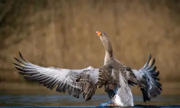 Bewonder de wintervogels in Eemland