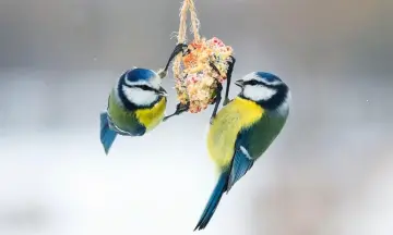 Vette vogelmiddag van OERRR