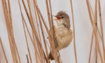 Vroege vogel vaartocht Ankeveense Plassen