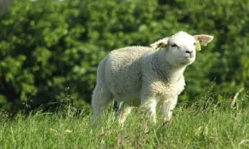 Lammetjesdag in het Gerendal