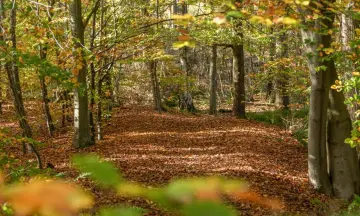 Herfstwandeling in de Ter Apelerbossen
