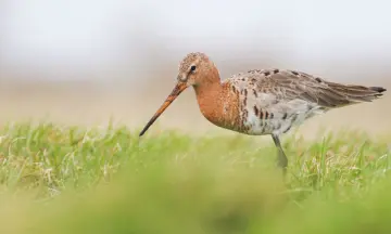 Film Grutto Vogelfestival