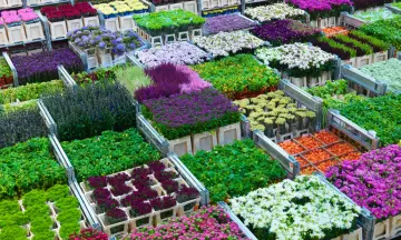 FloraHolland
