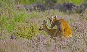 Wildspotwandeling Achter 't Zaand