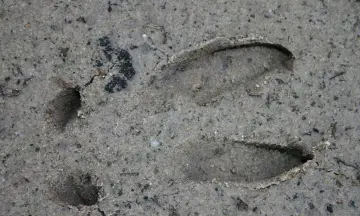 Diersporen zoeken in de Dintelse Gorzen