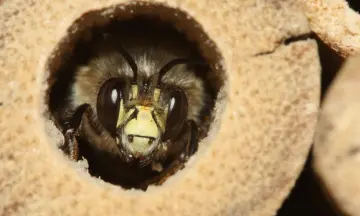 Insectenhotel maken