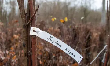 Excursie bosbeheer in de Vijlenerbos