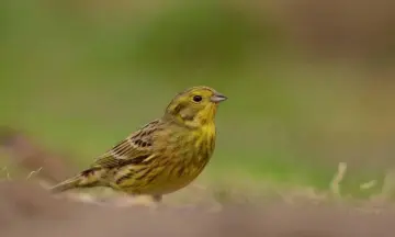 Vroege vogelwandeling