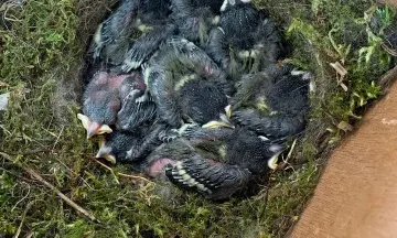 OERRR Vogelnestkastjes maken