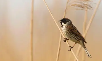 Broedvogel spottocht