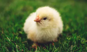 Neuzelbeurs 4 & 5 april