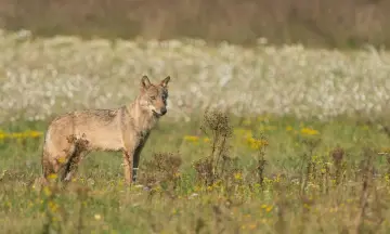 Terugkeer van de wolf in de Nederlandse natuur