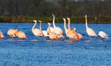 Flamingo festival