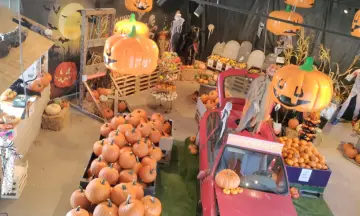 sier, halloweenpompoenen