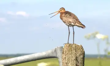 Grutto vaartocht Guisveld