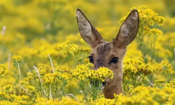 Fietsexcursie reeën