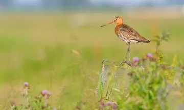 Orchideeën en vogels in Waalenburg - Texel