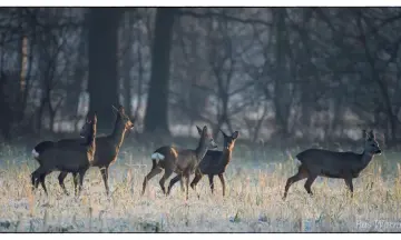 Op zoek naar reeën op de Sprengenberg