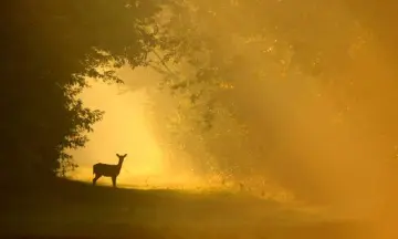 Reeën kijken in het Corversbos en Gooilust