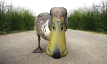 De geheimen van de eendenkooi