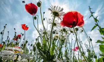 OERRR Insectenhotel en bloemzaadbolletje: Maak je eigen tuinparadijs