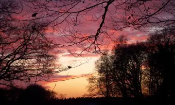 Avondwandeling in de Leuvenumse Bossen