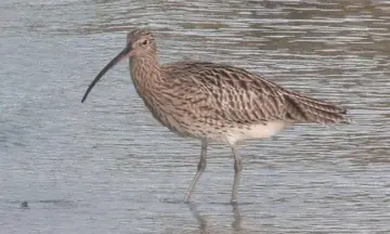 Wintervogels-excursie in natuurgebied Waalenburg