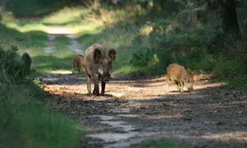 Vroege vogels in een wilde wereld