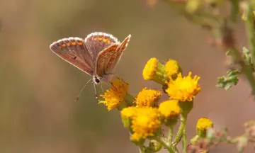 Vlinders in de duinen van Goeree