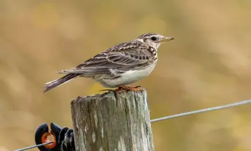 Lentevogels-excursie in natuurgebied Waalenburg-De Marel!