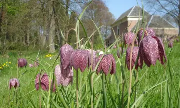Voorjaarsbloeiers op Landgoed Nijenburg