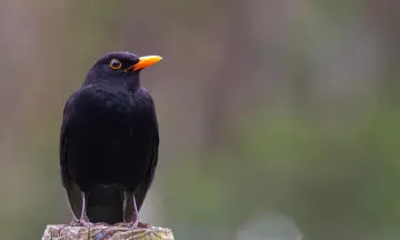 Herfstwandeling Sallandse Heuvelrug