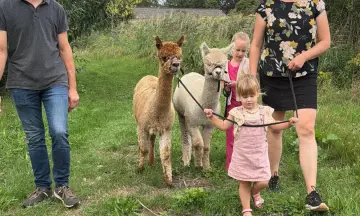 Wandelen met alpaca's.