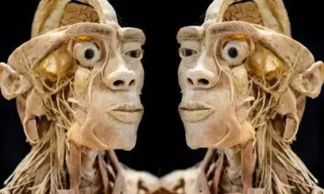 Human Bodies