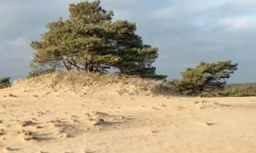 Zonnewendewandeling door het Drents-Friese Wold