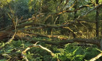 Door de bomen het bos zien