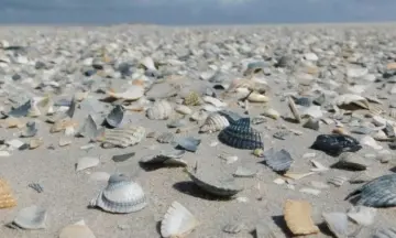 Jutten en schelpen zoeken