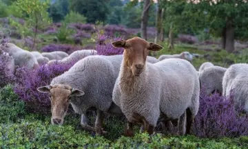 Kennismaken met kudde en herder op de Sprengenberg