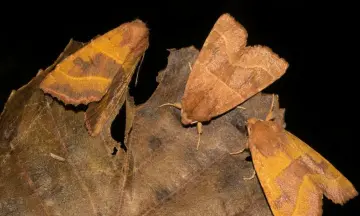Nacht van de Bioblitz Lage Bergse bos